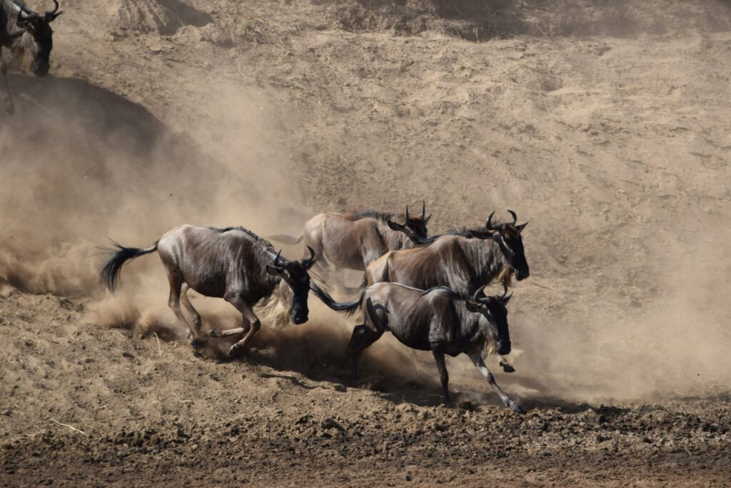 Gnoes tijdens de grote migratie in de Serengeti, Tanzania