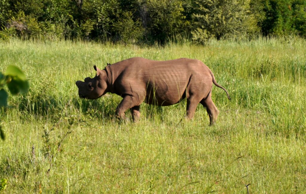 neushoorn Big Five in Zimbabwe
